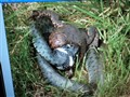 Bild 727.jpg